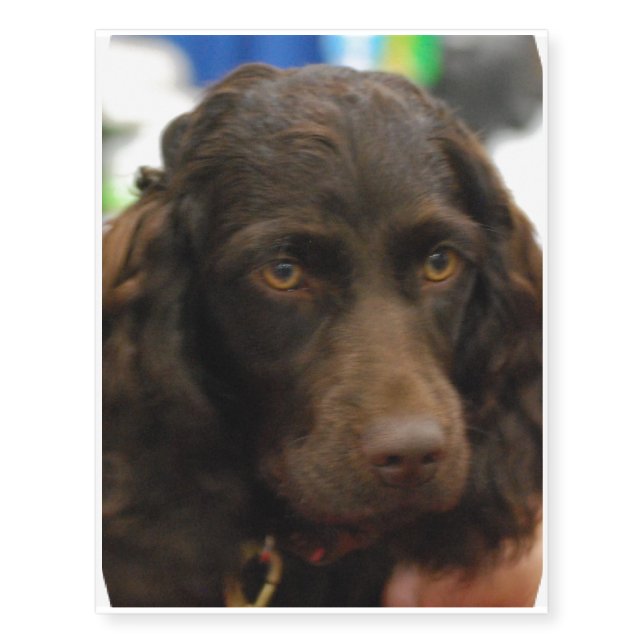 Boykin Spaniel Temporary Tattoos (Front)