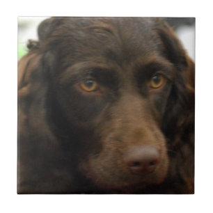 Boykin Spaniel Tile