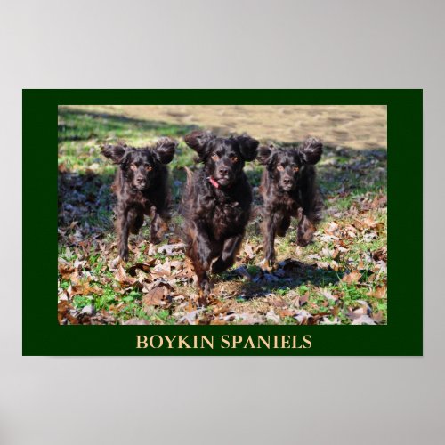 Boykin Spaniels Poster