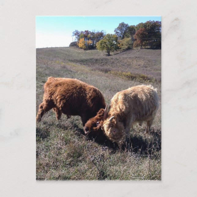 Boys are Boys... Postcard (Front)