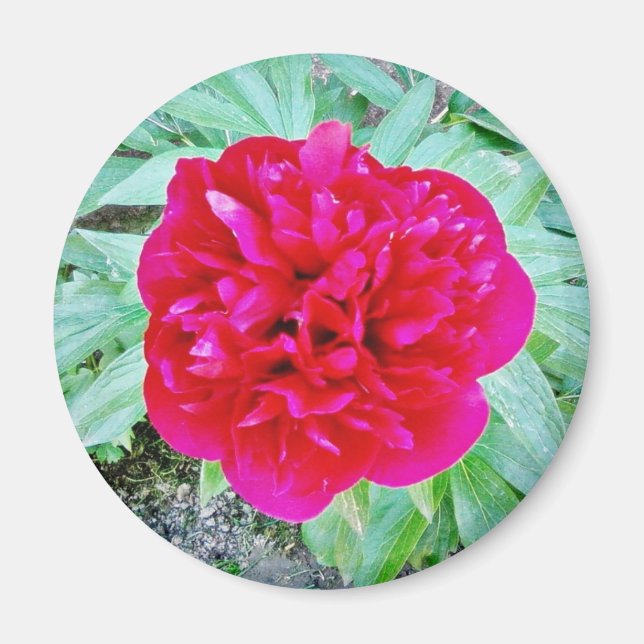 Bozur Magnet (Front)