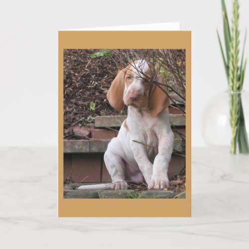 Bracco Italiano Greeting Card