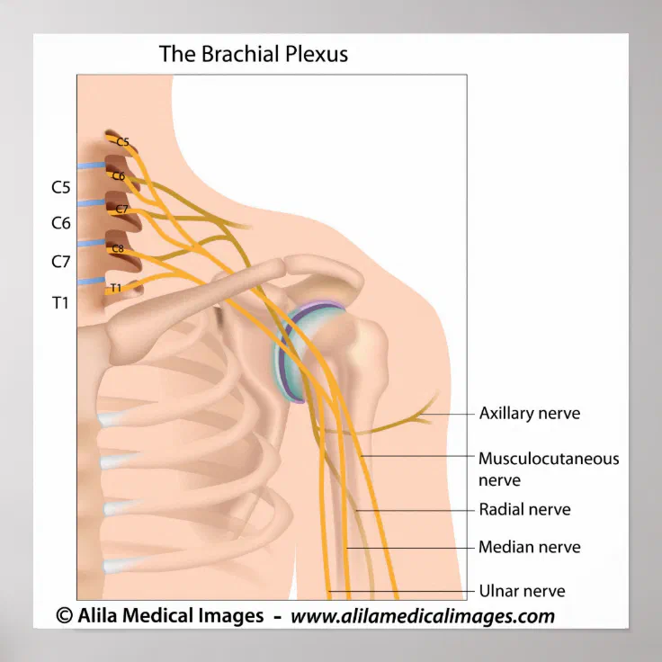 brachial plexus diagram blank