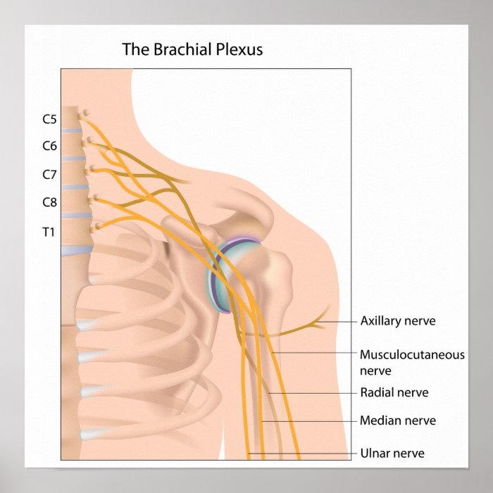 Brachial plexus nerve network Poster