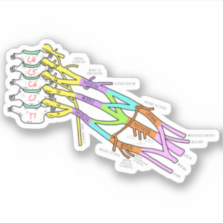 Brachial Plexus Sticker