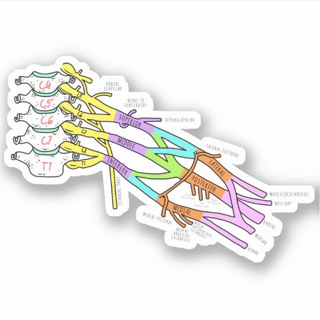 Brachial Plexus Sticker (Front)
