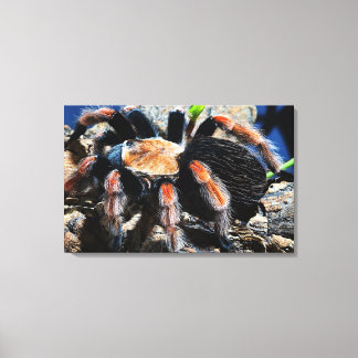 Brachypelma boehmei canvas print