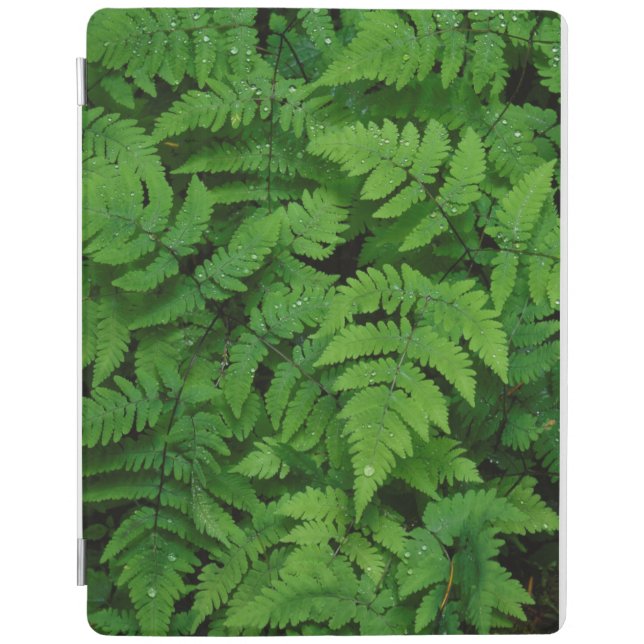 Bracken fern with rain drops, Washington State iPad Air Cover (Front)