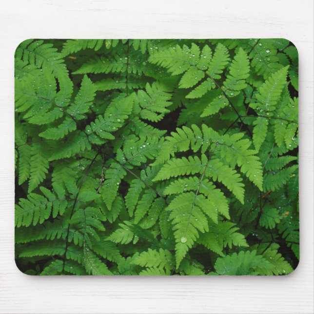 Bracken fern with rain drops, Washington State Mouse Pad (Front)