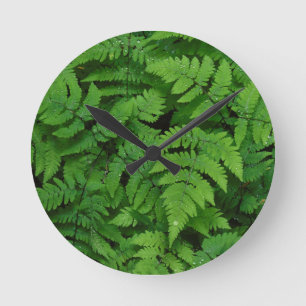 Bracken fern with rain drops, Washington State Round Clock