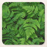 Bracken fern with rain drops, Washington State