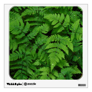 Bracken fern with rain drops, Washington State Wall Decal