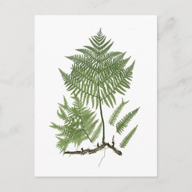 Bracken Postcard (Front)