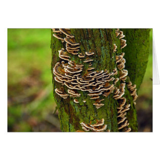 Bracket Funghi Cards