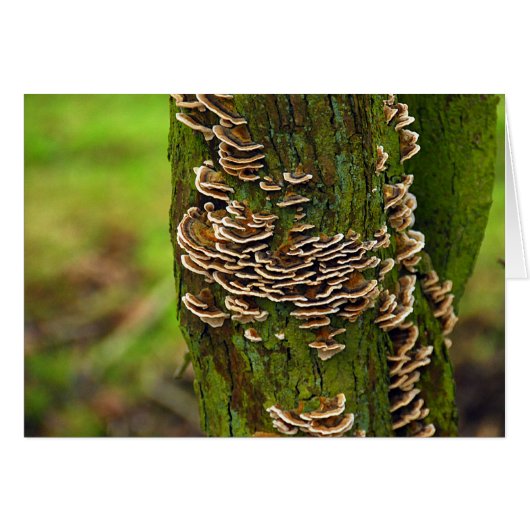 Bracket Funghi Cards (Front Horizontal)