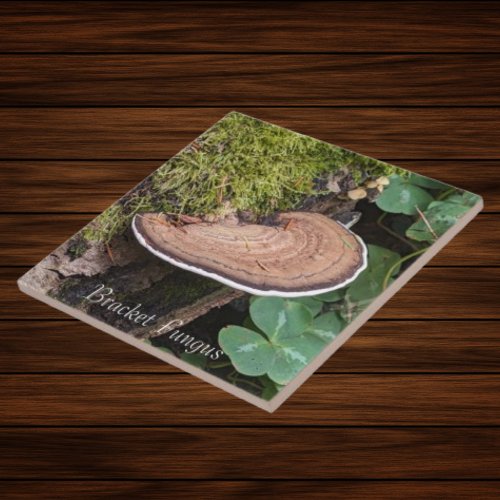 Bracket Fungus Nature Photo Ceramic Tile