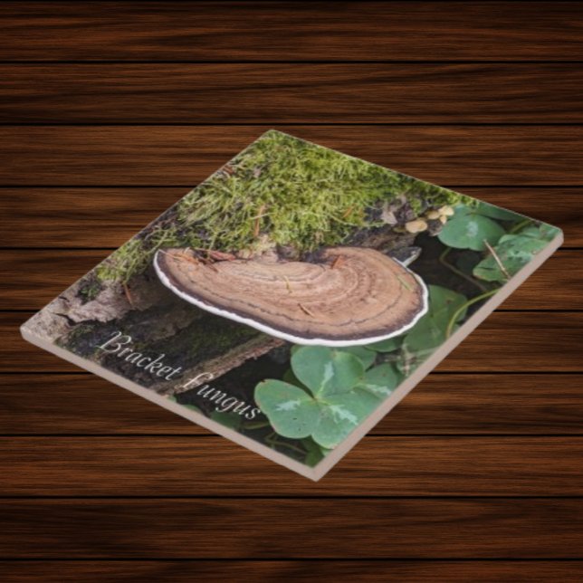 Bracket Fungus Nature Photo Ceramic Tile (In Situ)