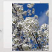 Bradford Pear Blooms (Front/Back)