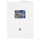 Bradford Pear Blooms (Back)