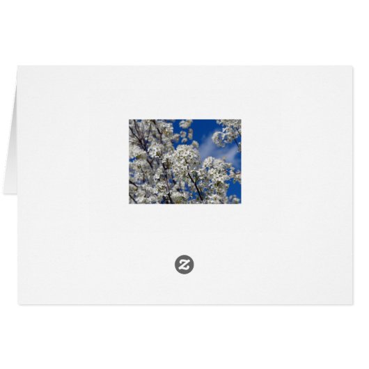 Bradford Pear Blooms (Back Horizontal)