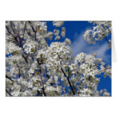 Bradford Pear Blooms (Front Horizontal)