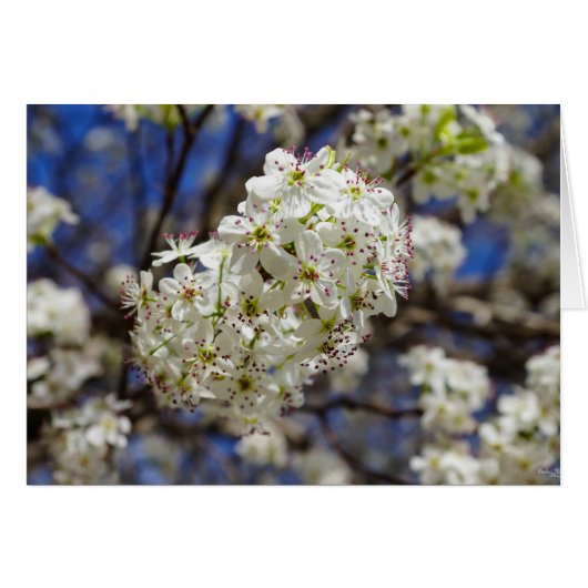 Bradford Pear Blooms Cards (Front Horizontal)