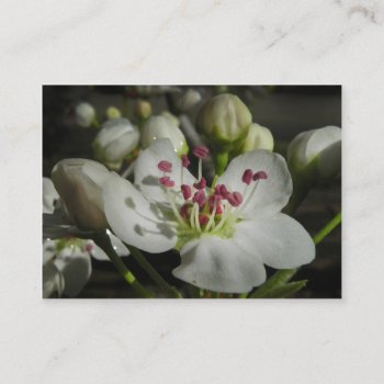 Bradford Pear Blossom Atc Photo Card by debinSC at Zazzle
