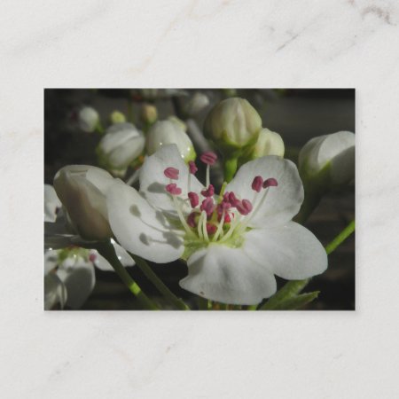 Bradford Pear Blossom Atc Photo Card