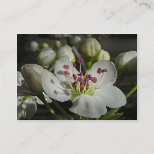 Bradford Pear Blossom ATC Photo Card (Front)