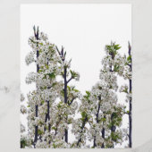 Bradford Pear Blossoms (Front)