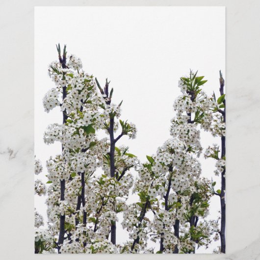 Bradford Pear Blossoms (Front)