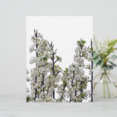 Bradford Pear Blossoms (Standing Front)