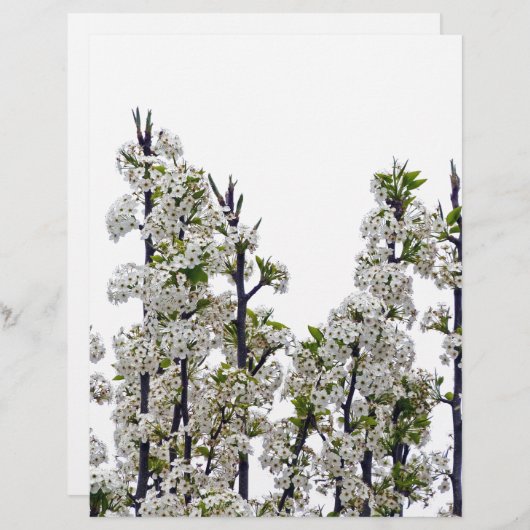 Bradford Pear Blossoms (Front/Back)