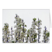 Bradford Pear Blossoms (Front Horizontal)