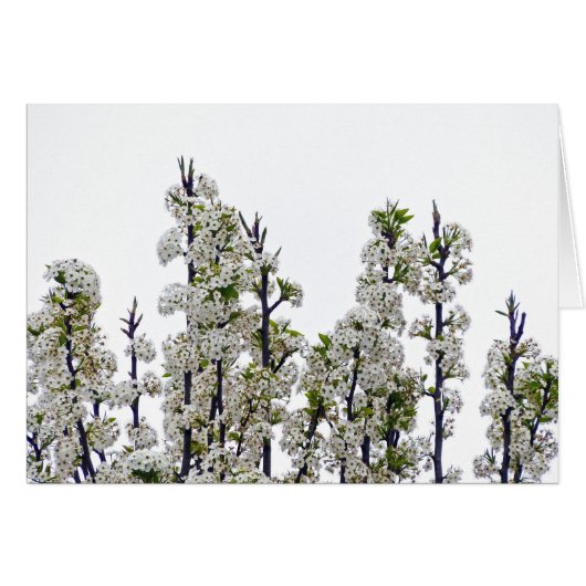 Bradford Pear Blossoms Cards (Front Horizontal)