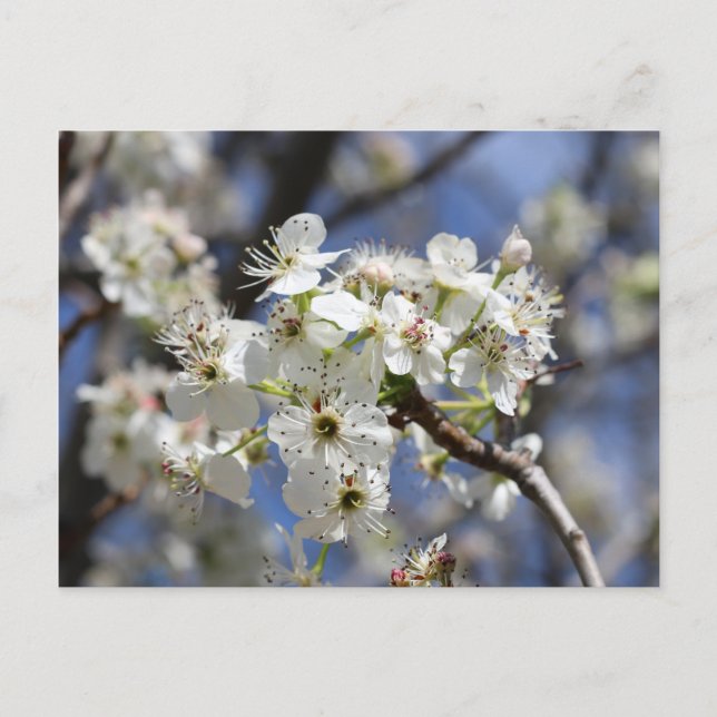 BRADFORD PEAR BLOSSOMS POSTCARD (Front)