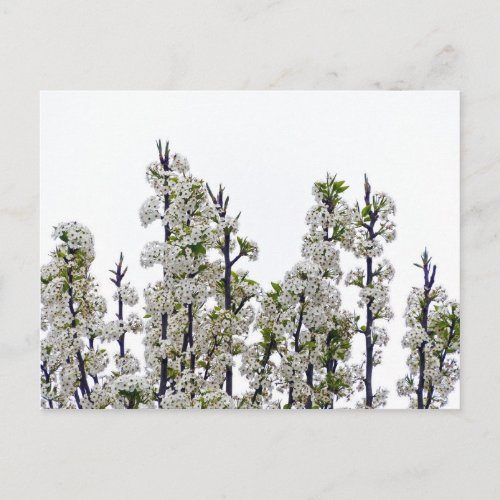 Bradford Pear Blossoms Postcard