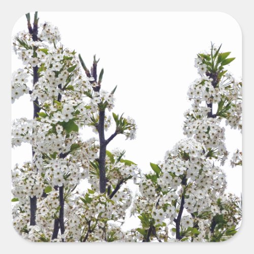 Bradford Pear Blossoms Square Sticker