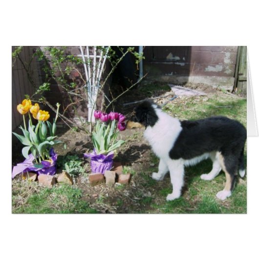 Braedyn smells the flowers cards (Front Horizontal)