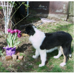 Braedyn smells the flowers (PHOTOSCULPTURE) Cutout