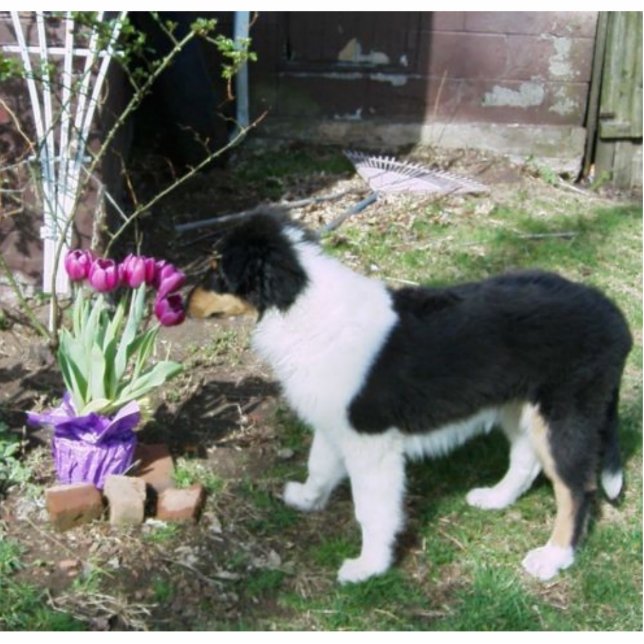 Braedyn smells the flowers (PHOTOSCULPTURE) Cutout (Front)