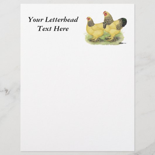 Brahma Buff Pair (Front)