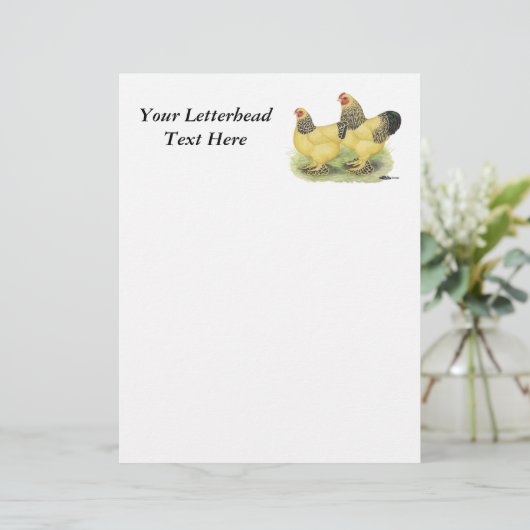 Brahma Buff Pair (Standing Front)