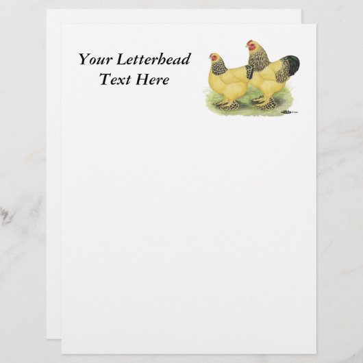 Brahma Buff Pair (Front/Back)