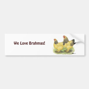 Brahma Buff Pair Bumper Sticker