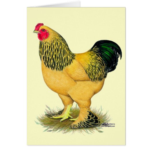 Brahma:  Buff Rooster Cards (Front)