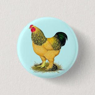 Brahma: Buff Rooster Pinback Button