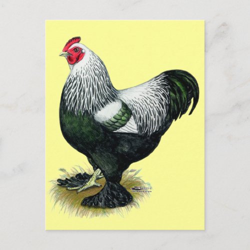 Brahma  Dark Rooster Postcard