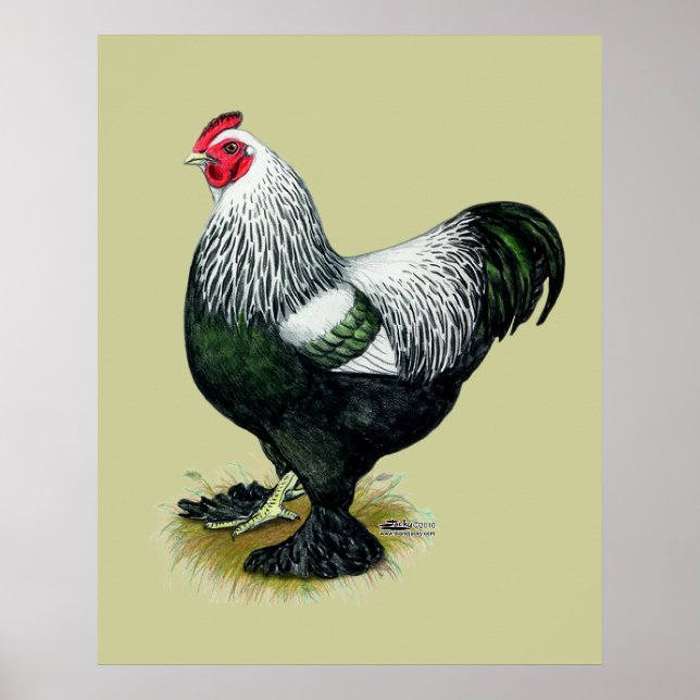 Brahma:  Dark Rooster Poster (Front)