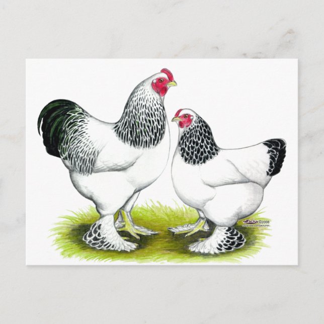 Brahma:  Light Postcard (Front)